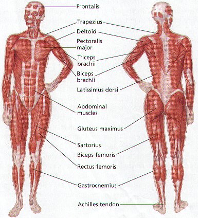 Anatomie, fyziologie